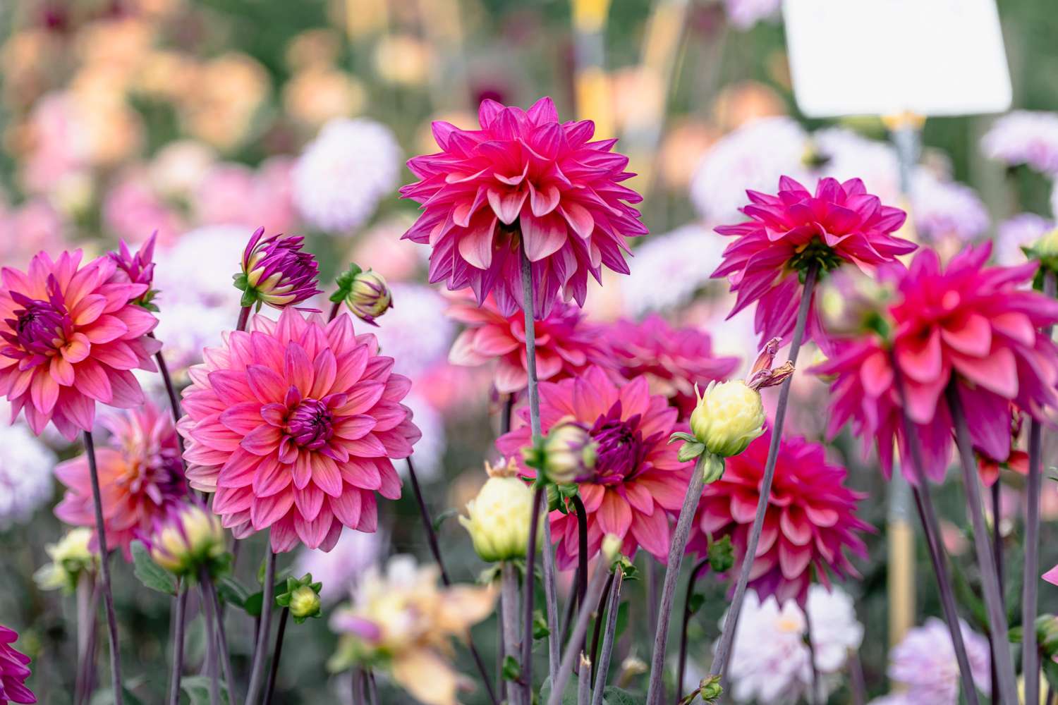 Dahlie 'Feline Yvonne'